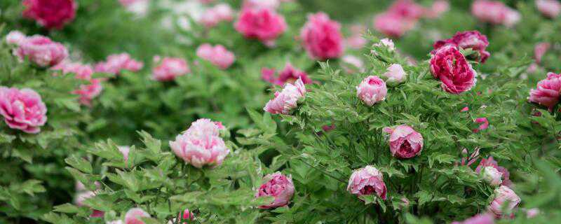 草本花和木本花的区别（草本花和木本花的区别在哪里）