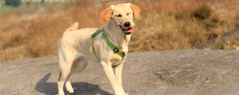 拉布拉多和草狗的区别(拉布拉多和草狗的区别图片)