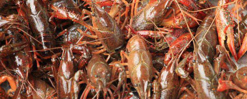 龙虾喜欢吃什么草 龙虾爱吃的水草有哪些