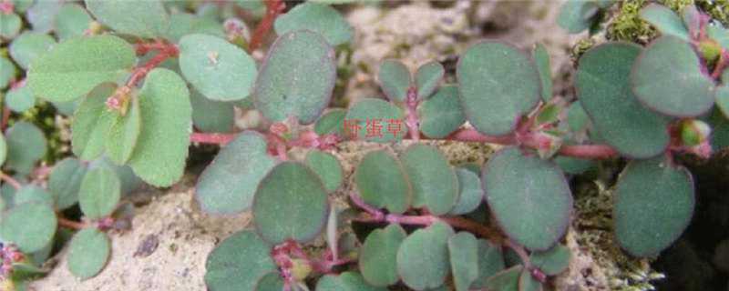 卧蛋草与马齿苋的区别 卧蛋草和马齿苋是一样的吗