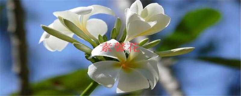 素罄花与素馨花的区别 素馨花和多花素馨有什么区别