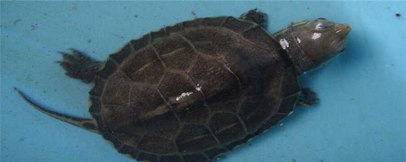 草龟公母的区别 草龟公母的区别是什么