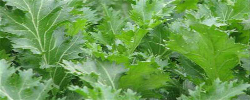 雪菜是发物吗 雪菜是发物吗?