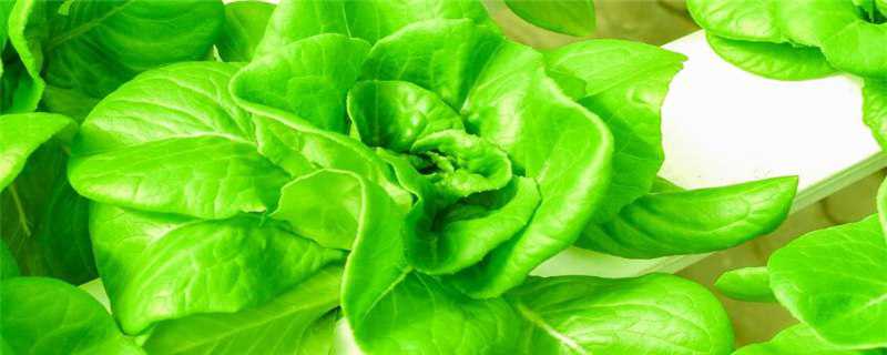 蔬菜用什么泡去农药 蔬菜用什么泡去农药效果好