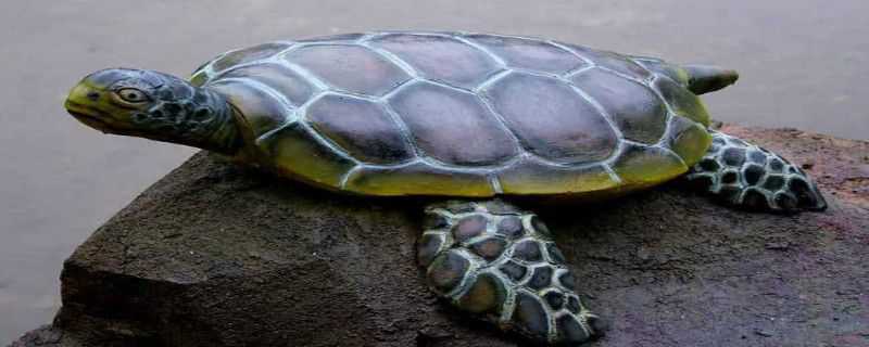 乌龟怎么过冬 饲养的乌龟怎么过冬