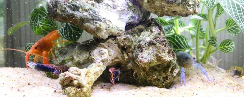 观赏虾怎么繁殖 观赏虾怎么繁殖小虾