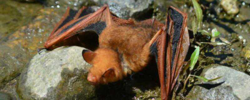 蝙蝠冬天怎么过冬的 蝙蝠冬天怎么过冬的视频