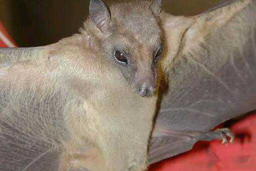 蝙蝠进家里是吉是凶