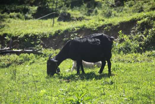 现在黑山羊苗价格大概多少钱一只 现在黑山羊苗价格大概多少钱一只呀