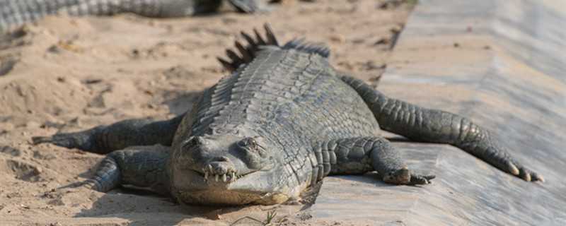 鳄鱼是怎么过冬的 鳄鱼是怎样冬眠的?
