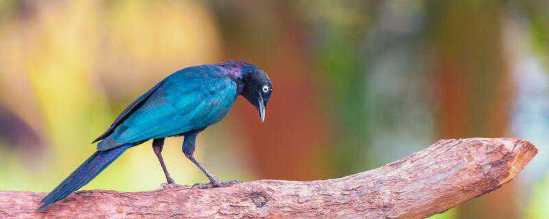 石青鸟的养法(黄腹石青鸟的饲养)