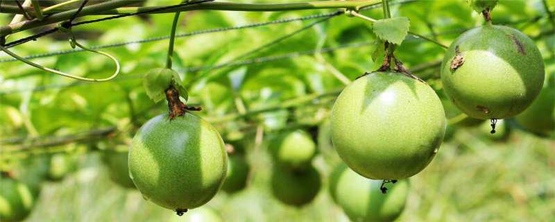 现在种什么水果赚钱 种什么水果赚钱又好养活