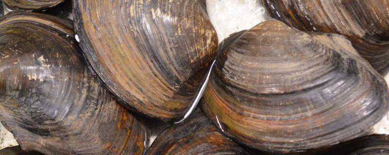 河蚌是怎么繁殖的 河蚌是怎样繁殖的百度百科