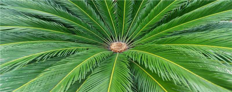 铁树的修剪方法（铁树的修剪方法和注意事项）