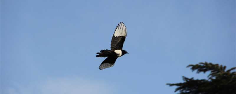 喜鹊怎么过冬（东北的喜鹊怎么过冬）