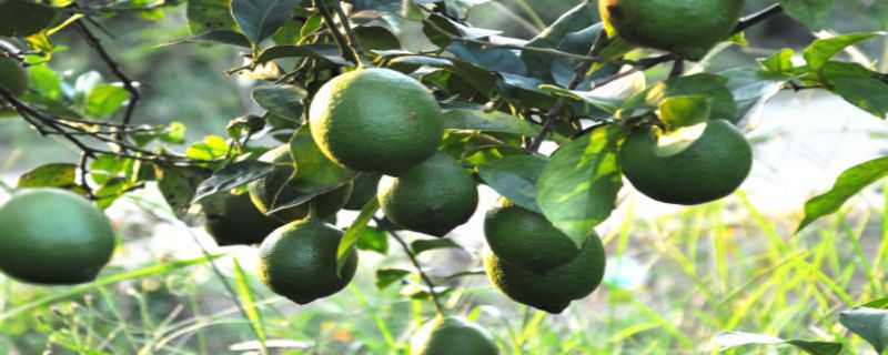 柠檬树怎么过冬（柠檬树怎样过冬天?）