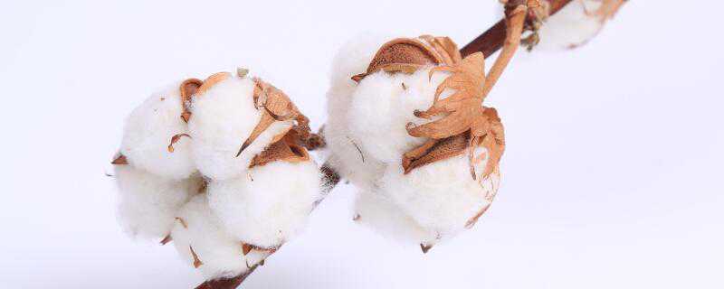 棉花怎么传播种子 棉花怎么传播种子视频