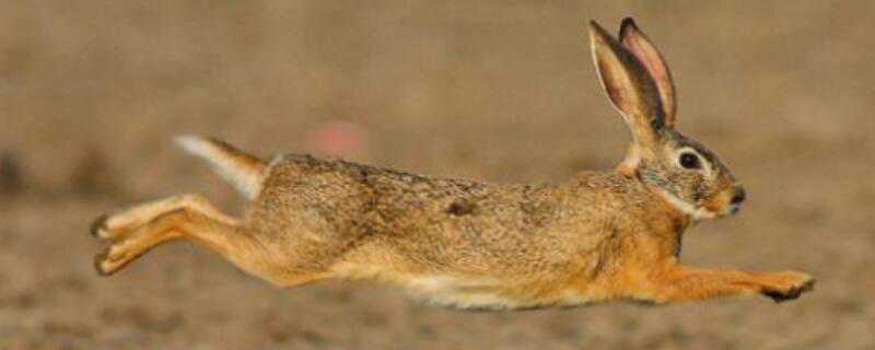 野兔是怎么过冬的（野兔是怎么过冬的方法）