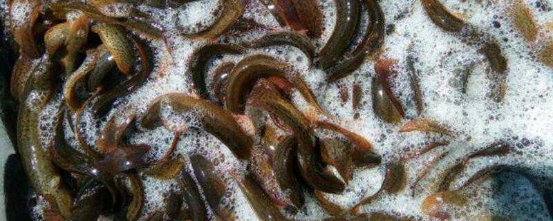 鳝鱼是怎么繁殖的 鳝鱼的繁殖技术