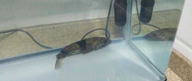 鳜鱼是淡水鱼还是海鱼 鳜鱼是淡水鱼还是海鱼图片