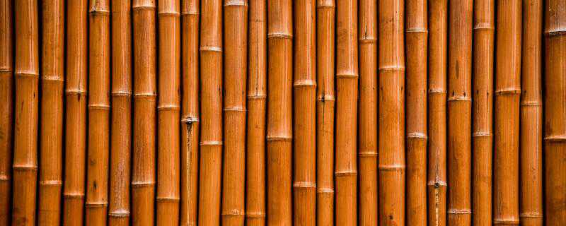 干竹子生虫怎么办 干竹子生虫怎么办呢