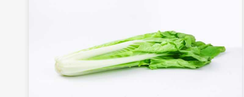 春菜是生菜吗 春菜是生菜吗?
