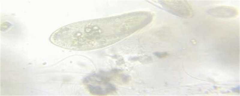 草履虫怎么繁殖 草履虫怎么繁殖方式