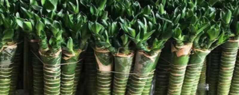 水培龙竹的养法（水培龙竹的养法和方法）