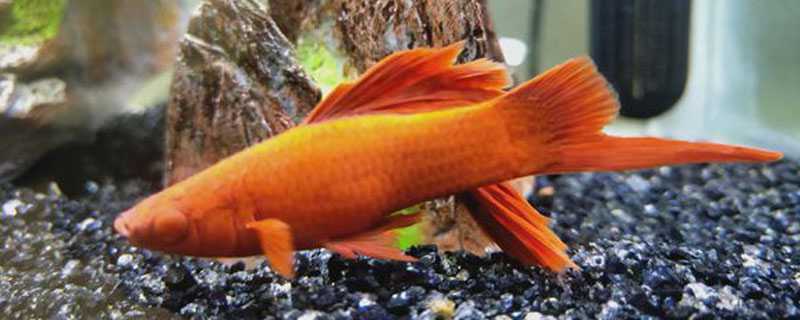 鱼是怎么过冬的 鱼是怎么过冬的呢