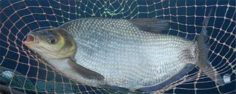 草鳊鱼和鳊鱼的区别在哪（鲮鱼和草鱼怎么区别）
