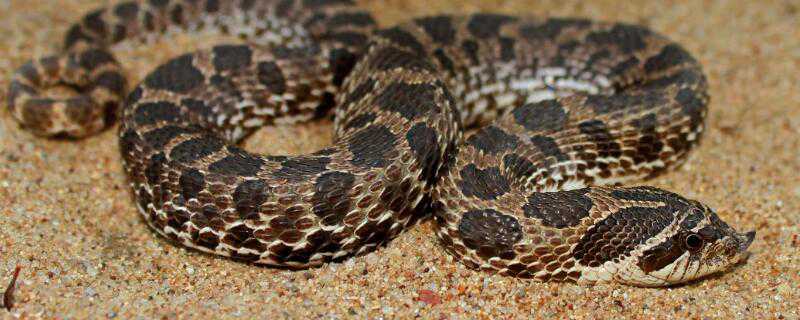 蛇怎么繁殖 百步钱蛇怎么繁殖