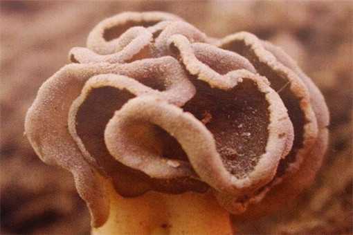 马鞍菌能吃吗 马鞍菌蘑菇能吃吗