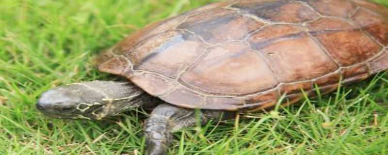 草龟苗怎么过冬 草龟苗怎么过冬的