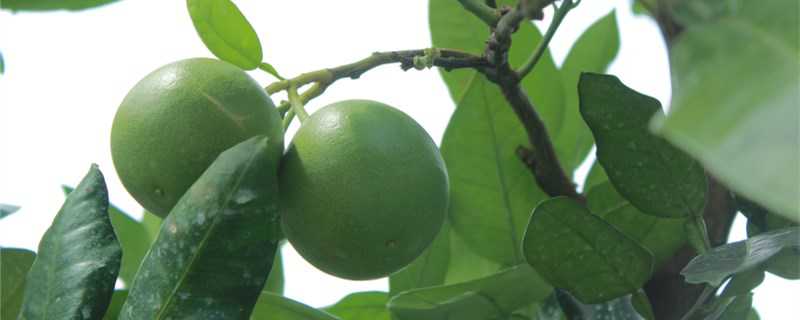 秋天能种什么水果 秋天能种什么水果杏子
