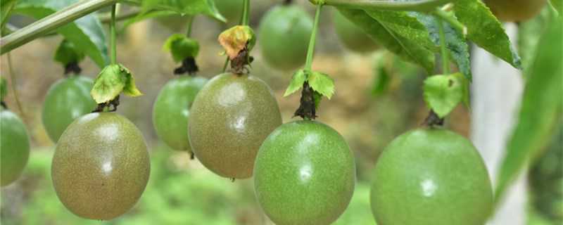 现在适合种什么水果（现在适合种什么水果苗）