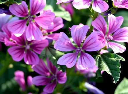 锦葵种子价格及种植方法介绍(锦葵种子价格及种植方法介绍视频)