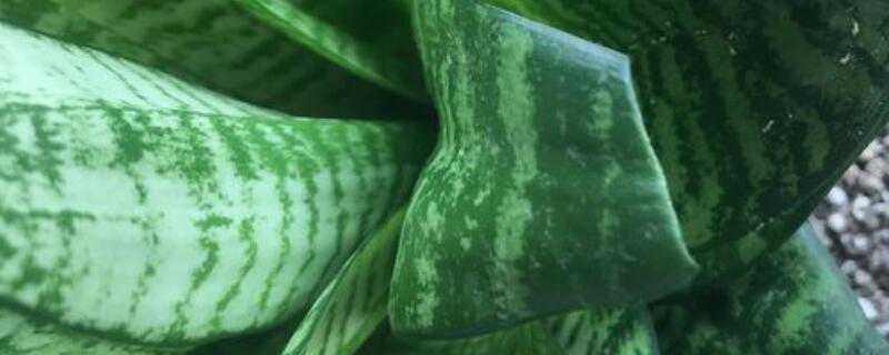 虎皮兰的修剪方法是怎样的（虎皮兰如何修剪）