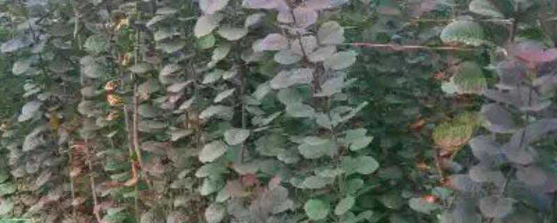 红栌属于落叶还是常绿树(红栌属于落叶还是常绿树)