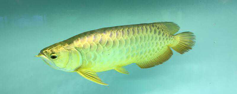 金龙鱼怎么繁殖 金龙鱼怎么繁殖下一代