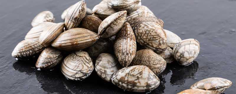 贝壳怎么繁殖（贝壳怎么繁殖后代视频）