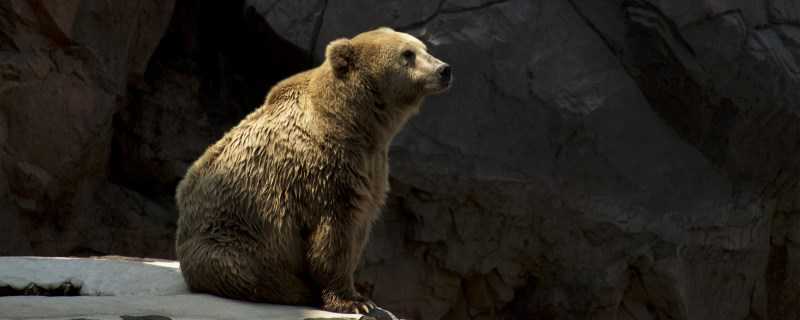 熊是怎么过冬的（熊是怎么过冬的20字）