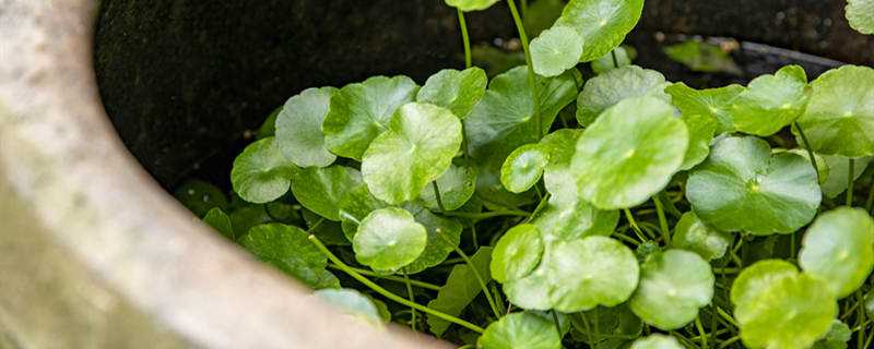 金钱草怎么过冬(金钱草怎么过冬?)