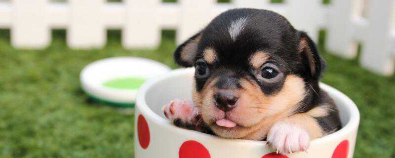 草狗和土狗的区别(草狗是土狗吗)