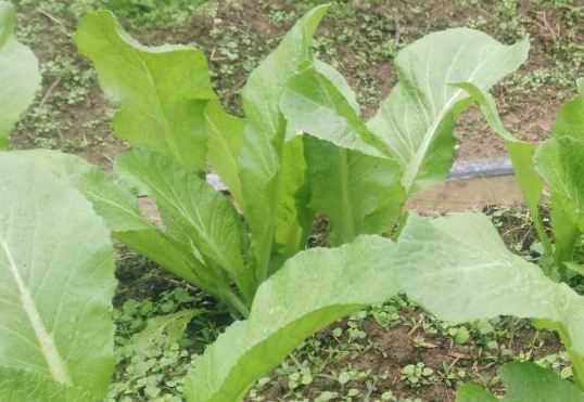 芥菜一般什么时候种（芥菜什么时候种芥菜）