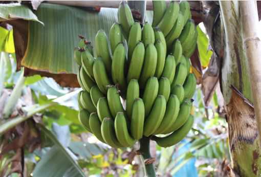 香蕉高产的栽培技术介绍（香蕉具体栽培技术）