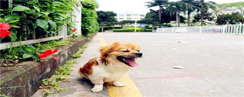 边牧幼犬怎么养（边牧幼犬怎么养活）