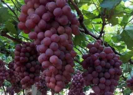 晚红葡萄有哪些特性 晚红葡萄品种介绍