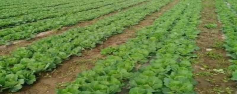 夏季露地娃娃菜种植（夏季露地娃娃菜种植时间）