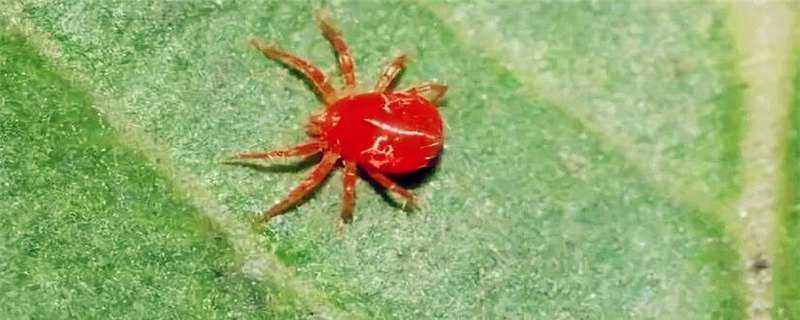 红蜘蛛的天敌是什么（红蜘蛛的天敌是什么虫）