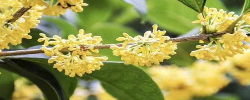 杭州桂花几月开 杭州桂花季节开花的时间